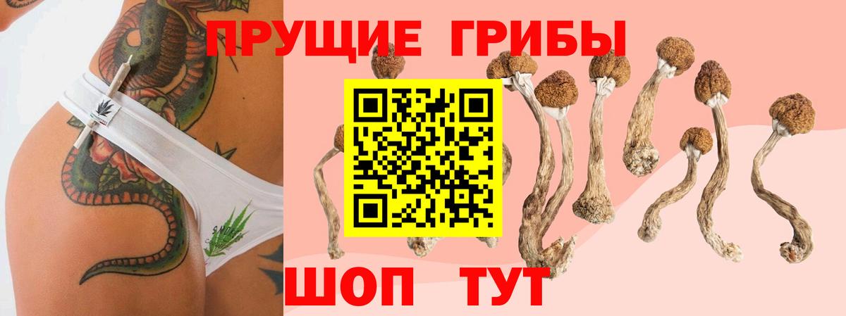 где можно купить наркотик  Галлюциногенные грибы Psilocybine cubensis  Вход с VPN  Сунжа 